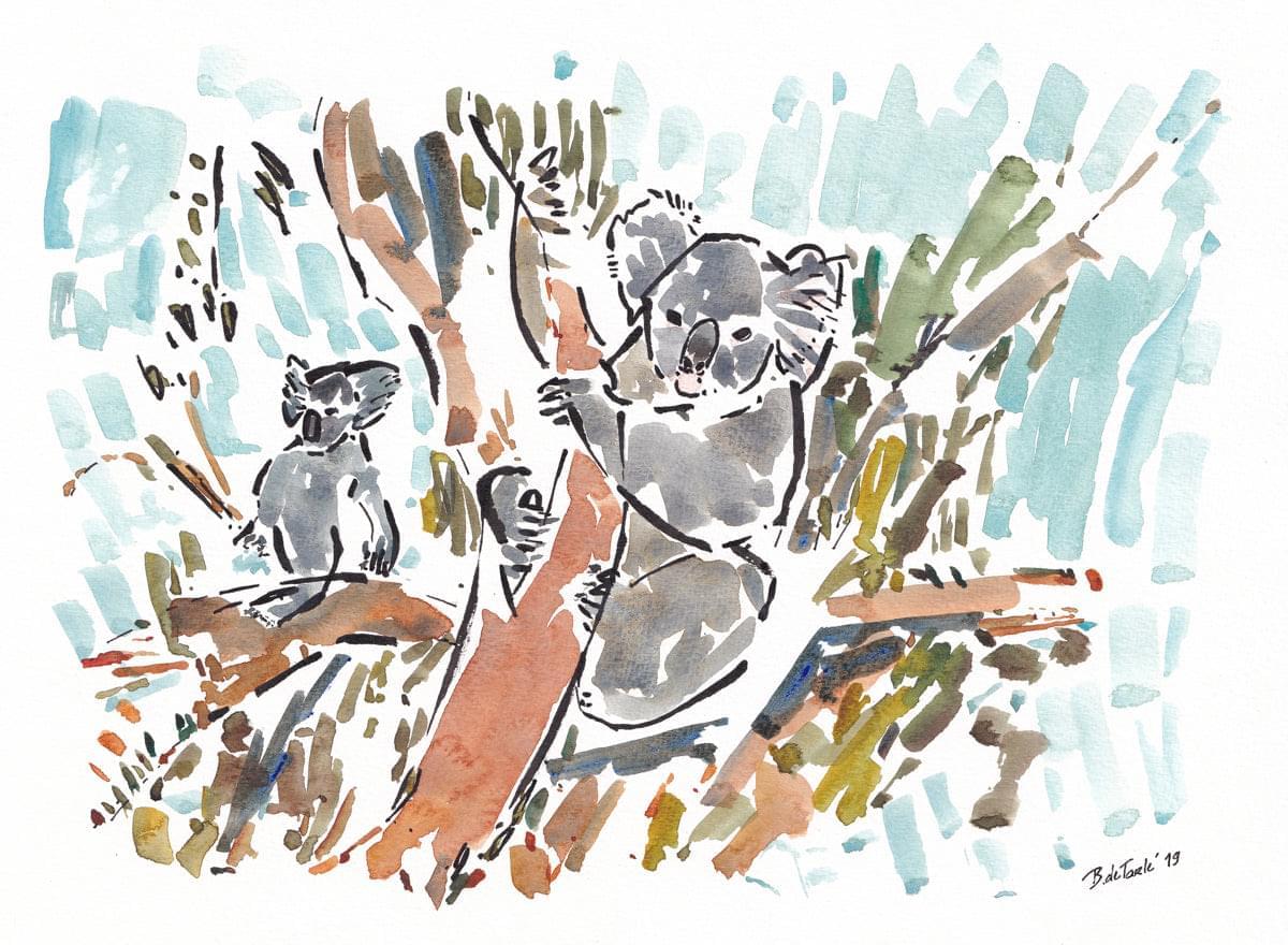 Koala Card and Gift Wrapping